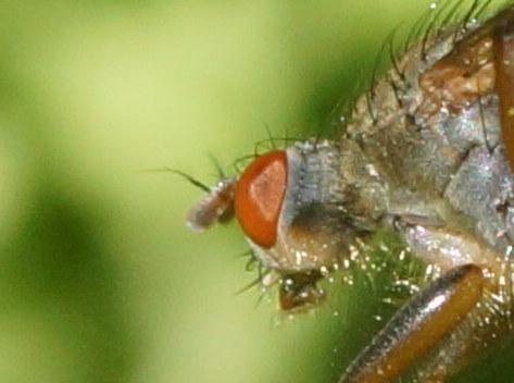 Scathophaga sp.
